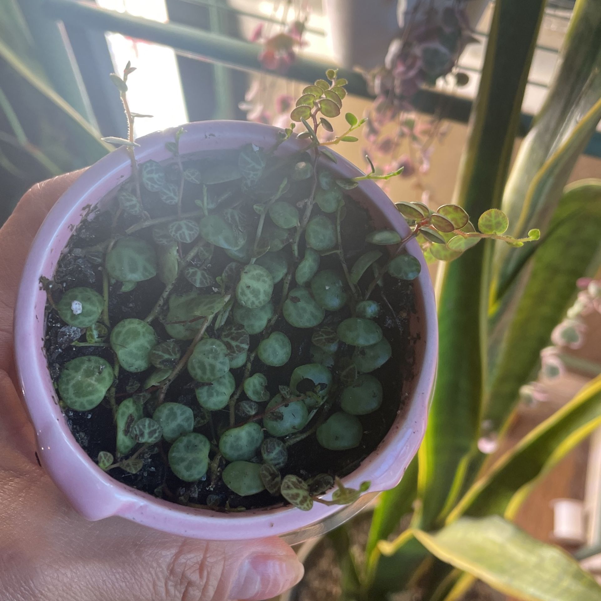 String Of Turtle
