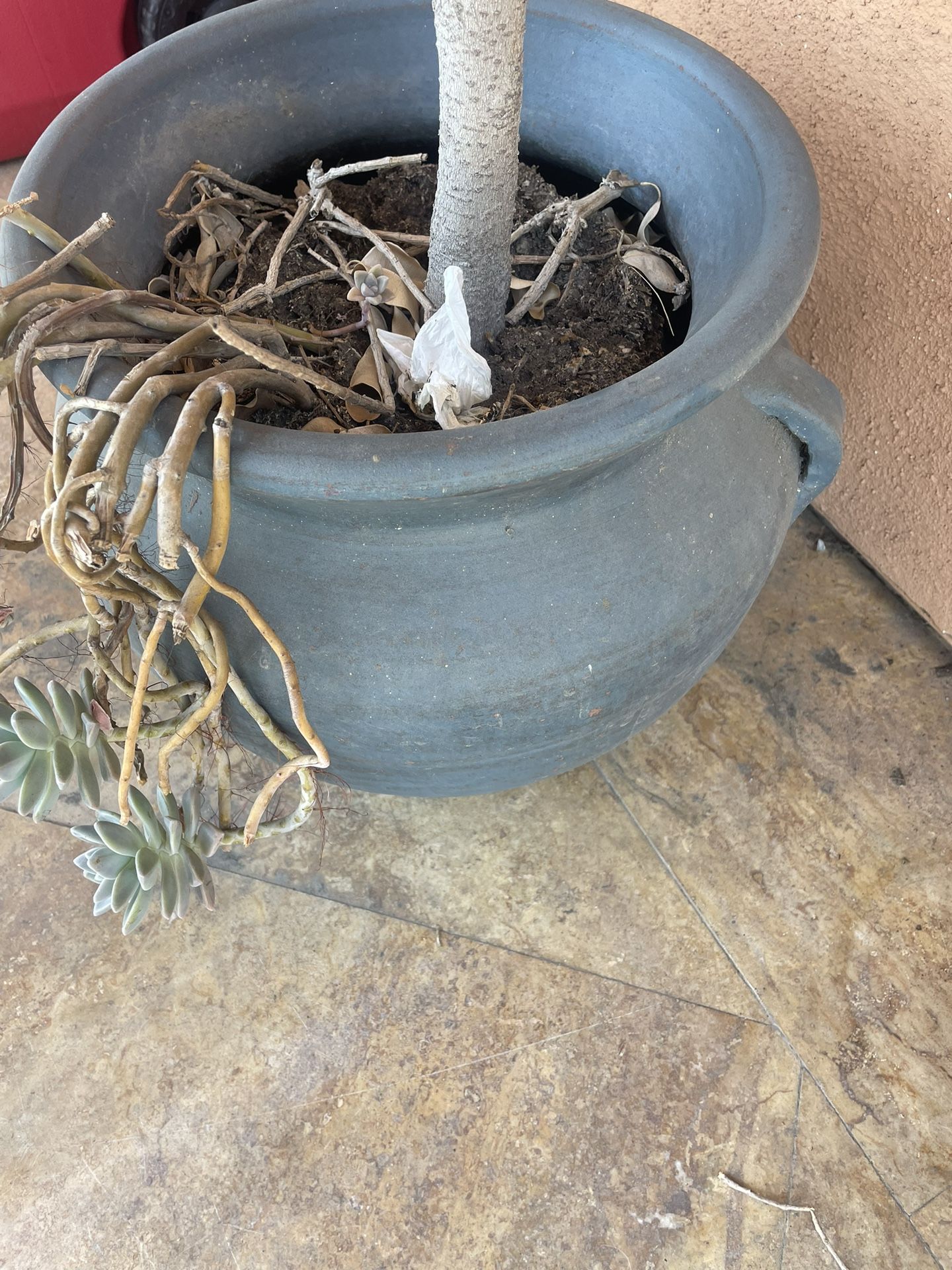 Blue/green Pot For Sale With Plant 