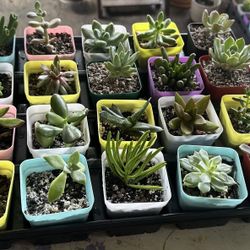 Beautiful Variety Of Succulents 