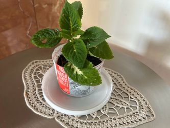 Young  Plant in Container