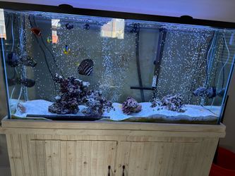 Salt Water Fish tank supplies & fish - $1000 obo (a lot included)