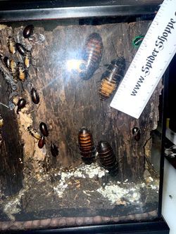 Madagascar Hissing Roach