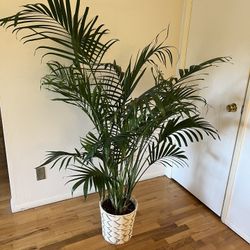 Majesty Palm Indoor Plant