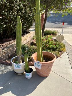 Cactus and Succulents