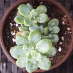 Sedum Clavatum Succulent Plant