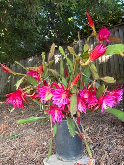 Epiphyllum orchid cactus
