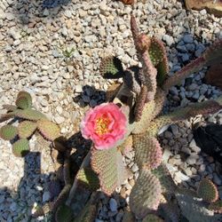 Cactus Cuttings 