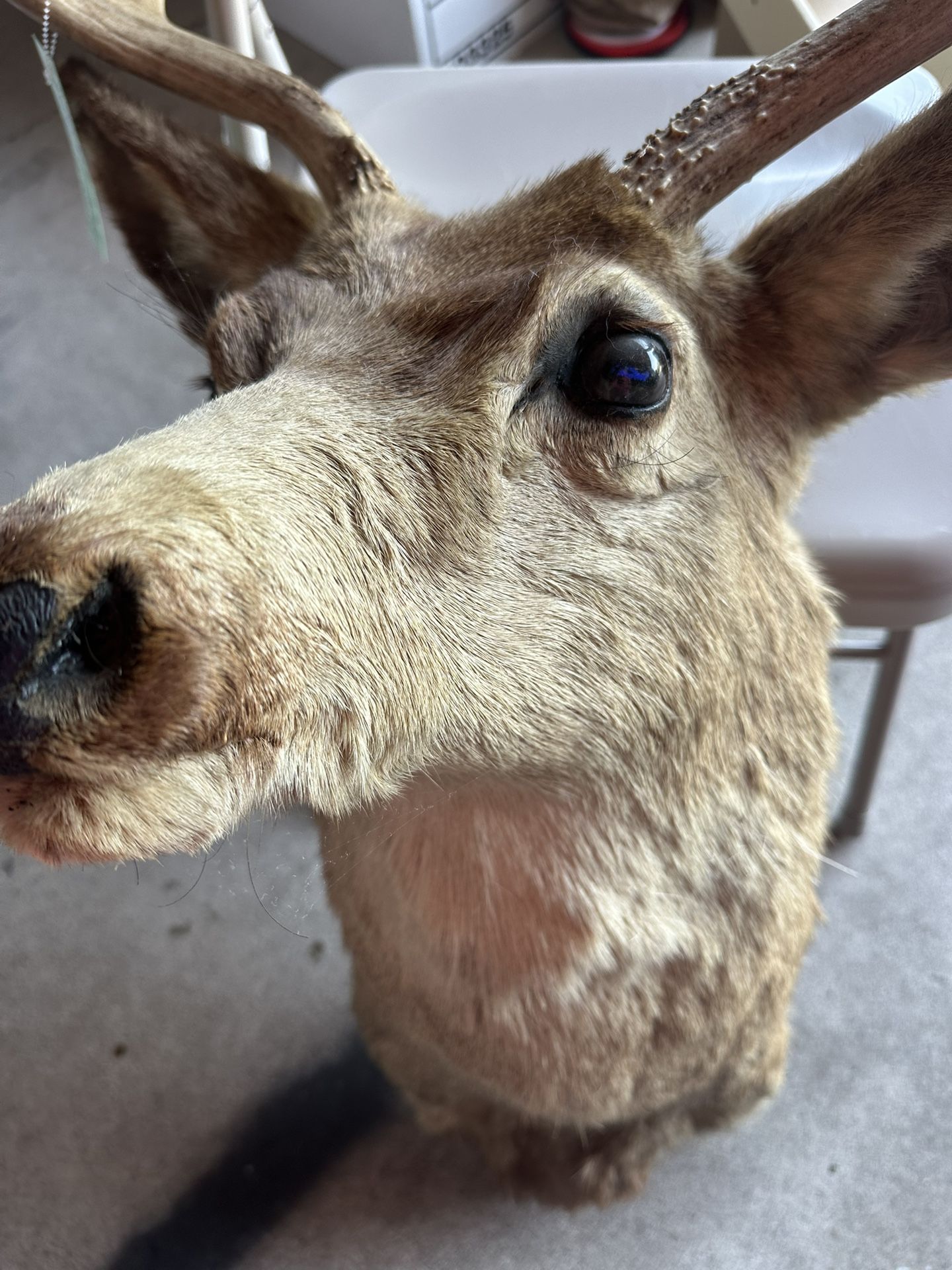 TAXIDERMY DEER MOUNT