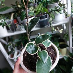 Hoya Crimson  Queen In Ceramic  Pot