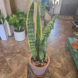 Sansevieria Snake Plants In 7in Pot With Tray, Shells And Stones 
