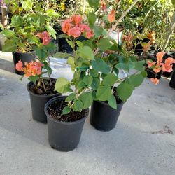 Boganvillia Anaranjada