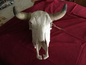 Western Steer Skull