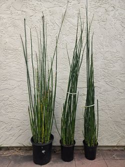 Horsetail plants