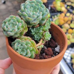 Lovely Succulents In Decorative Pots