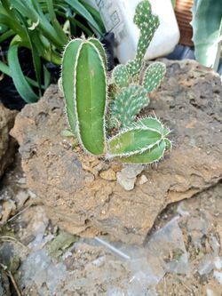 Cactus. Órgano y nopar crestado