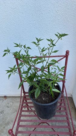 Cayenne Potted Chili Pepper Plant