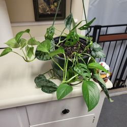 Healthy Hanging House Plant Mix