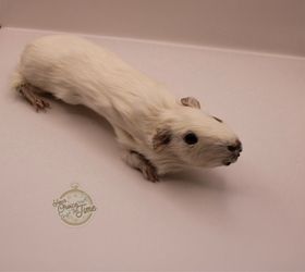 Taxidermy guenia pig