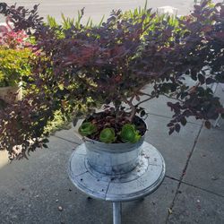 Plant For Sale 