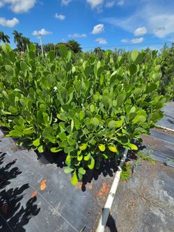 clusias podocarpus About 4  feet tall over the pot Instant privacy Hedge for fence green full  minimum  qty 20+