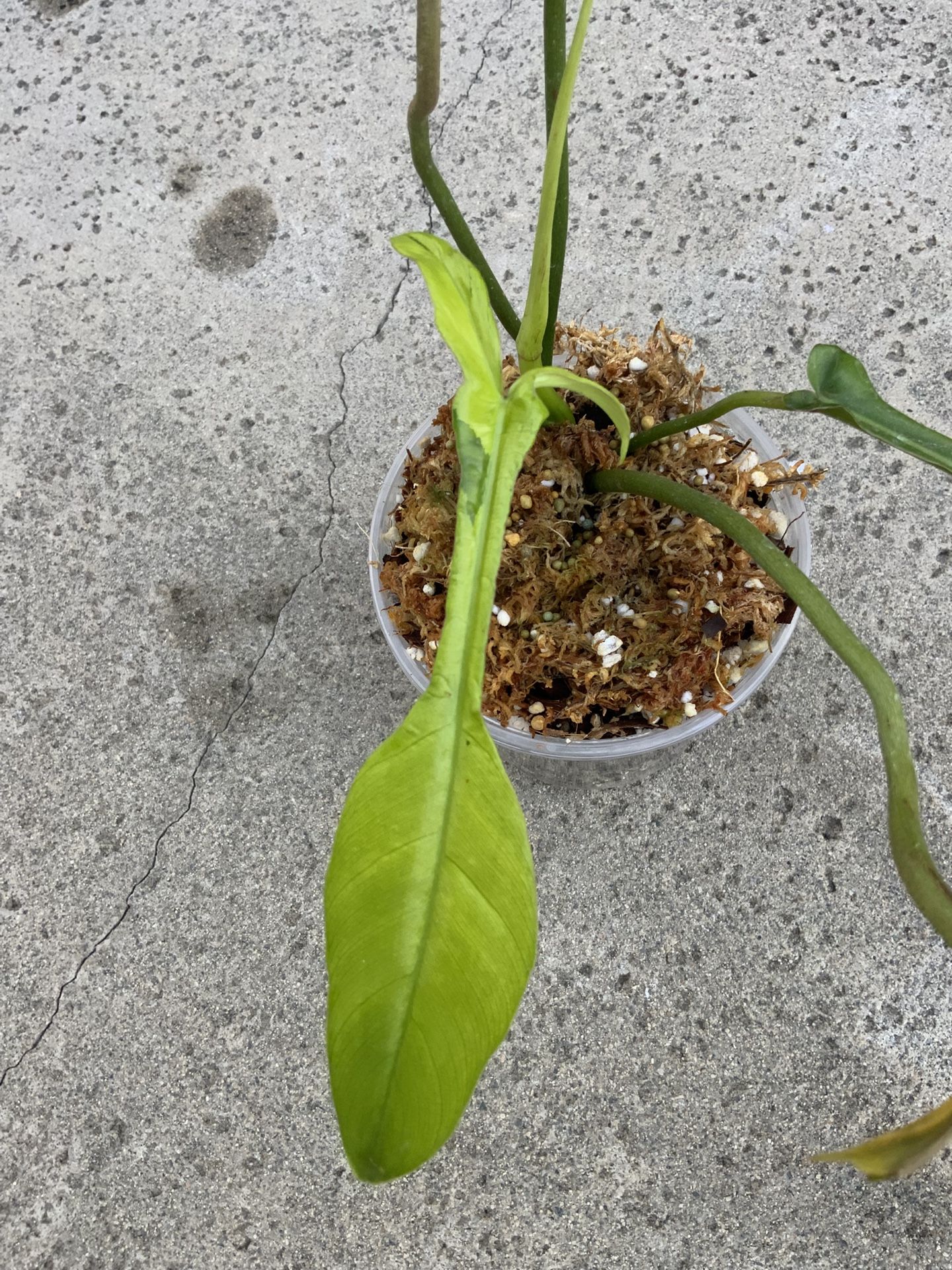 Philodendron Joepii Mint Variegated Top Cut Rooted