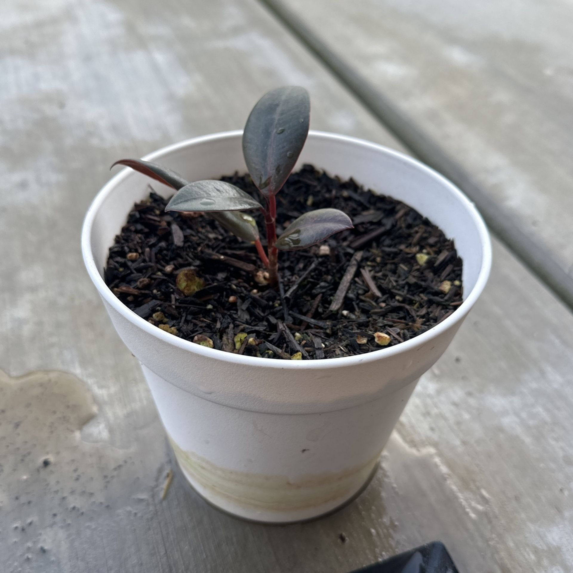 Rubber Plant Live