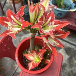 Amaryllis Minerva 