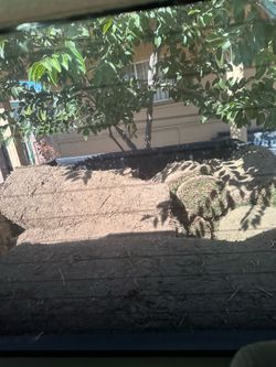 Sod grass