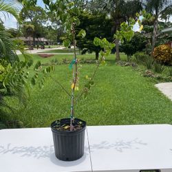 Star Fruit Tree 