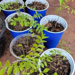 Deep Rooted Organic Curry Leaf Plant