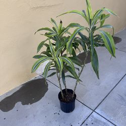 Dracaena Green Stripe