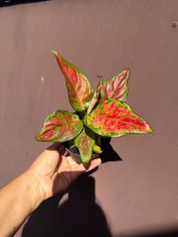 4” Aglaonema red legacy