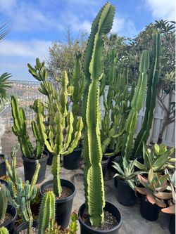 Giant Euphorbia Inges