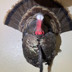 Taxidermy Turkey 
