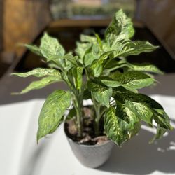 Dieffenbachia, Large Pot 8 Inches 