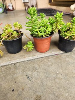 Jelly beans suculent 