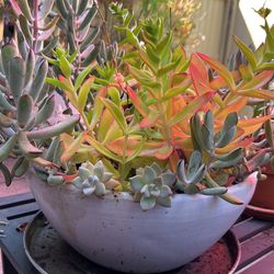 Variety Succulents Bowl