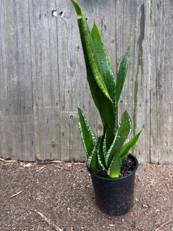 Snake plant whitney