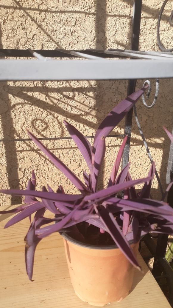 Purple succulent.