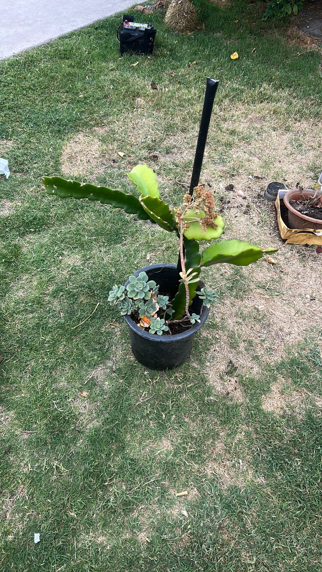 Pot With Cactus And Succulents