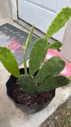 Nopal cutting