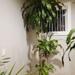 Dracaena Big Plant