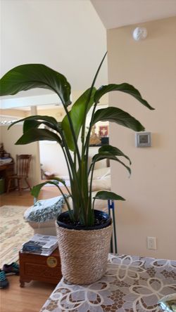 Bird of paradise