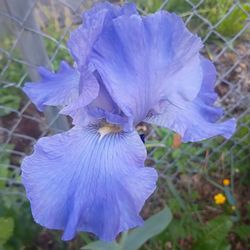 Heirloom iris bulb