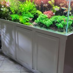 AQUARIUM PLANTS
