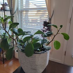 Indoor Plant With Pot
