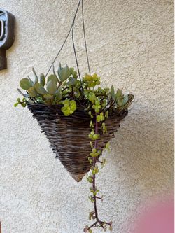 Hanging Succulent baskets