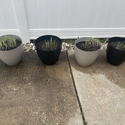 4 Hosta Perennial Plants