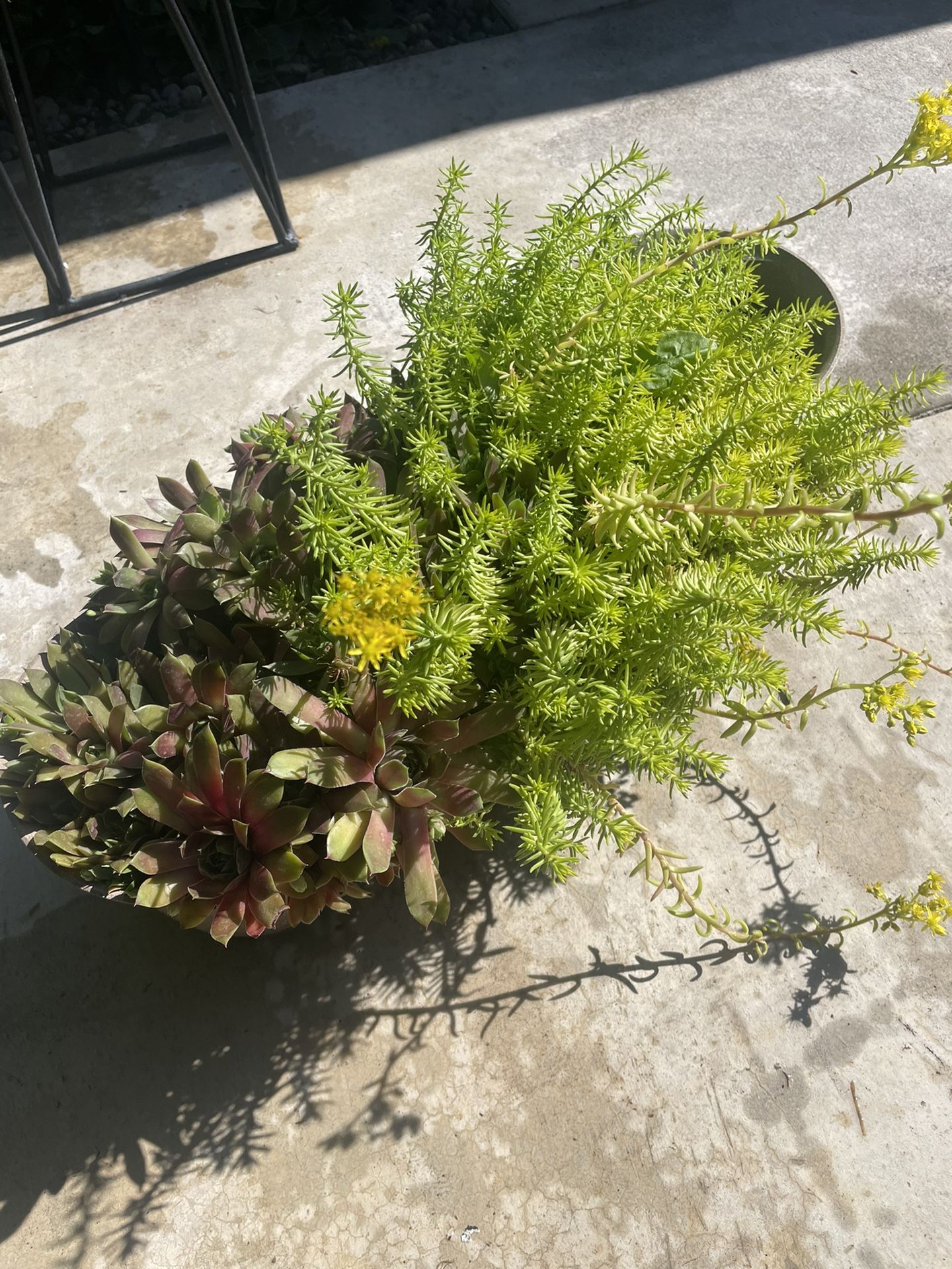 real plants with basket