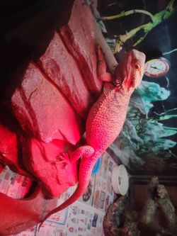 Green Adult Iguana And Cage